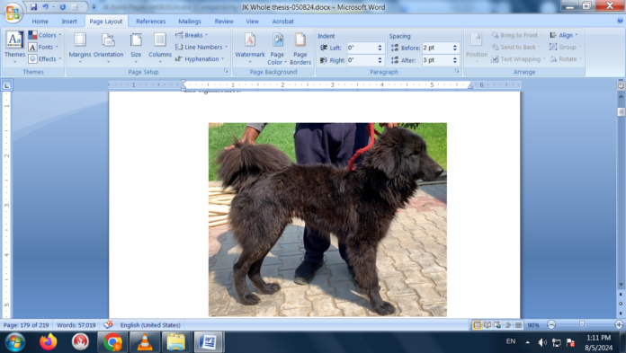 Gaddi dog breed Gaddi dog breed