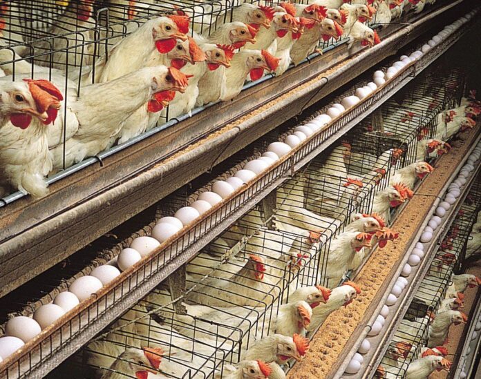 layer farm